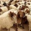 حکم قربانی کردن گوسفند در معابر عمومی